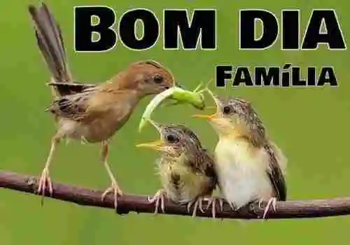 mensagem de bom dia