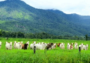 fazenda com gados e animais comendo grama